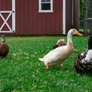 Backyard Poultry Health: Home Triage & Care