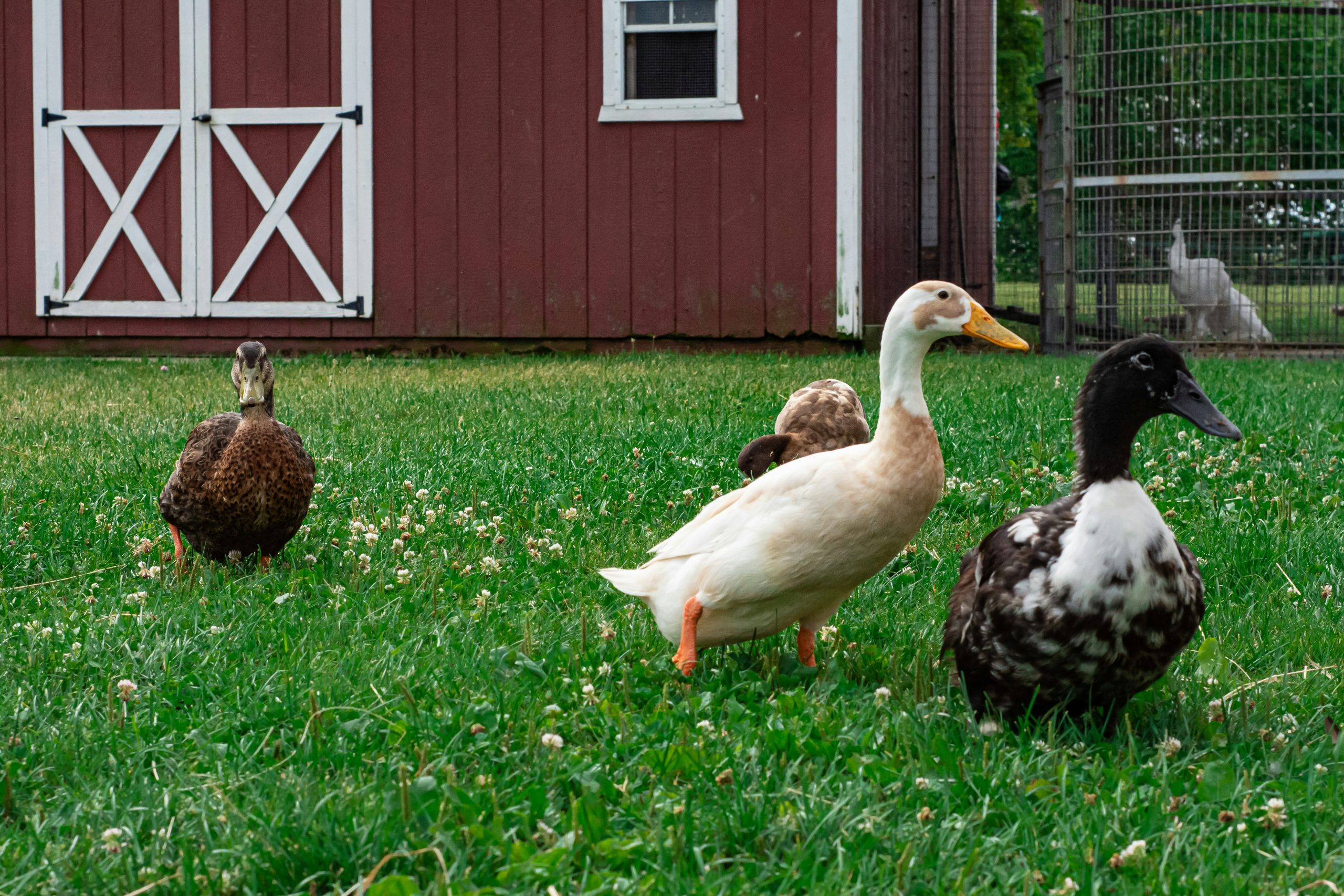 Backyard Poultry Health: Home Triage & Care