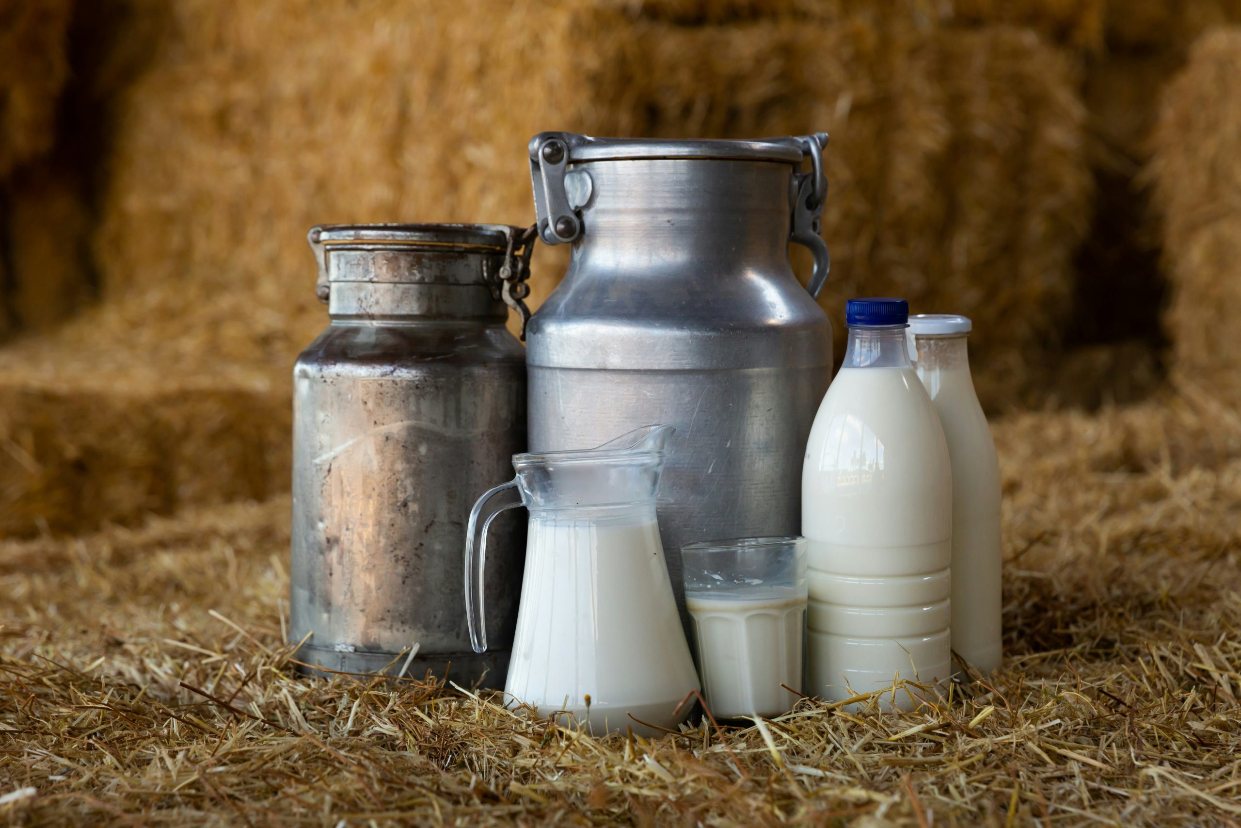 Mini‑Dairy Hygiene: Udder Health & Milking Sanitation