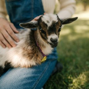 Goat & Sheep Mini‑Farm First Aid Fundamentals