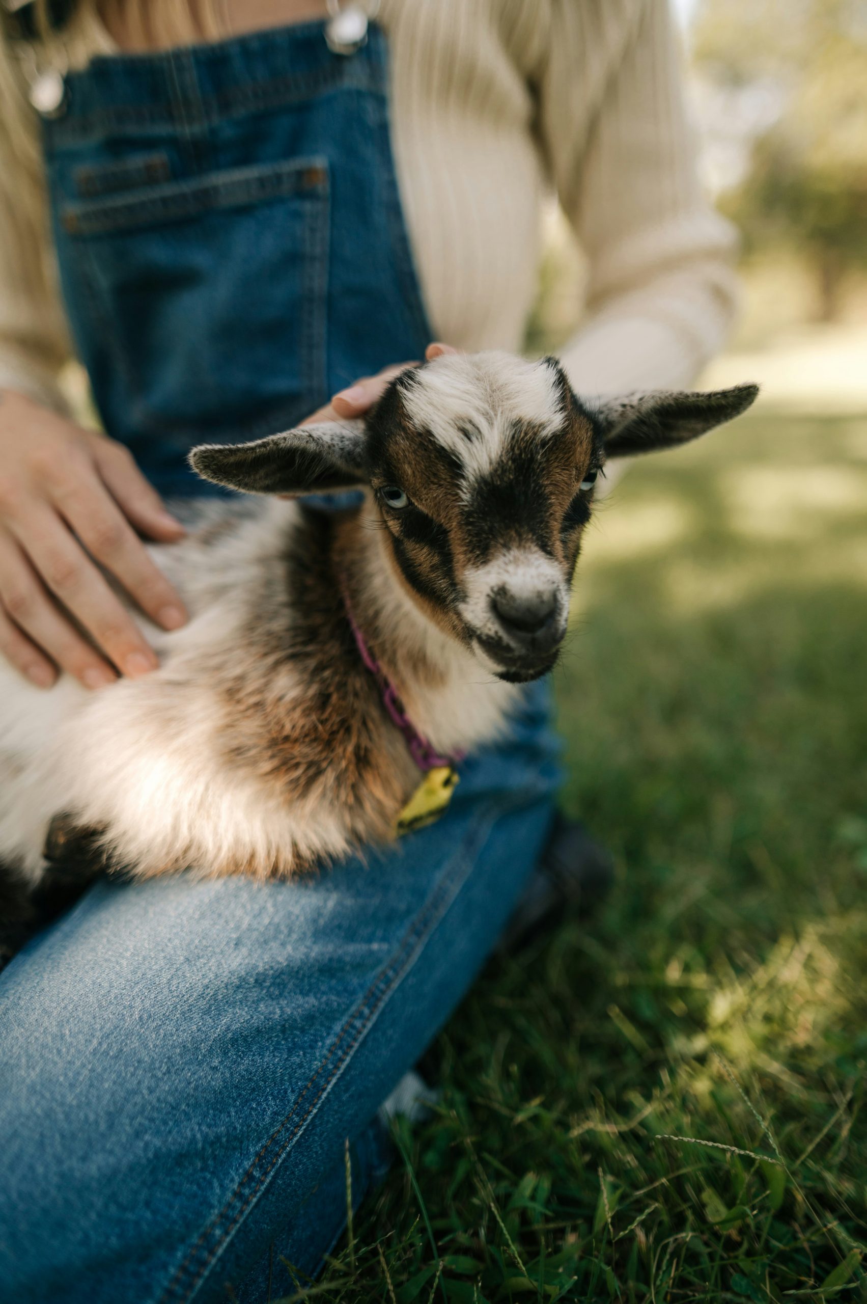 Goat & Sheep MiniāFarm First Aid Fundamentals