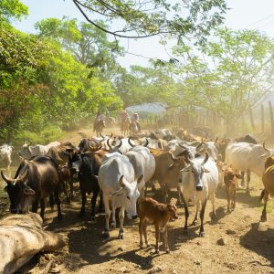 Emergency Readiness: Evacuation & Shelter‑in‑Place for Small Herds