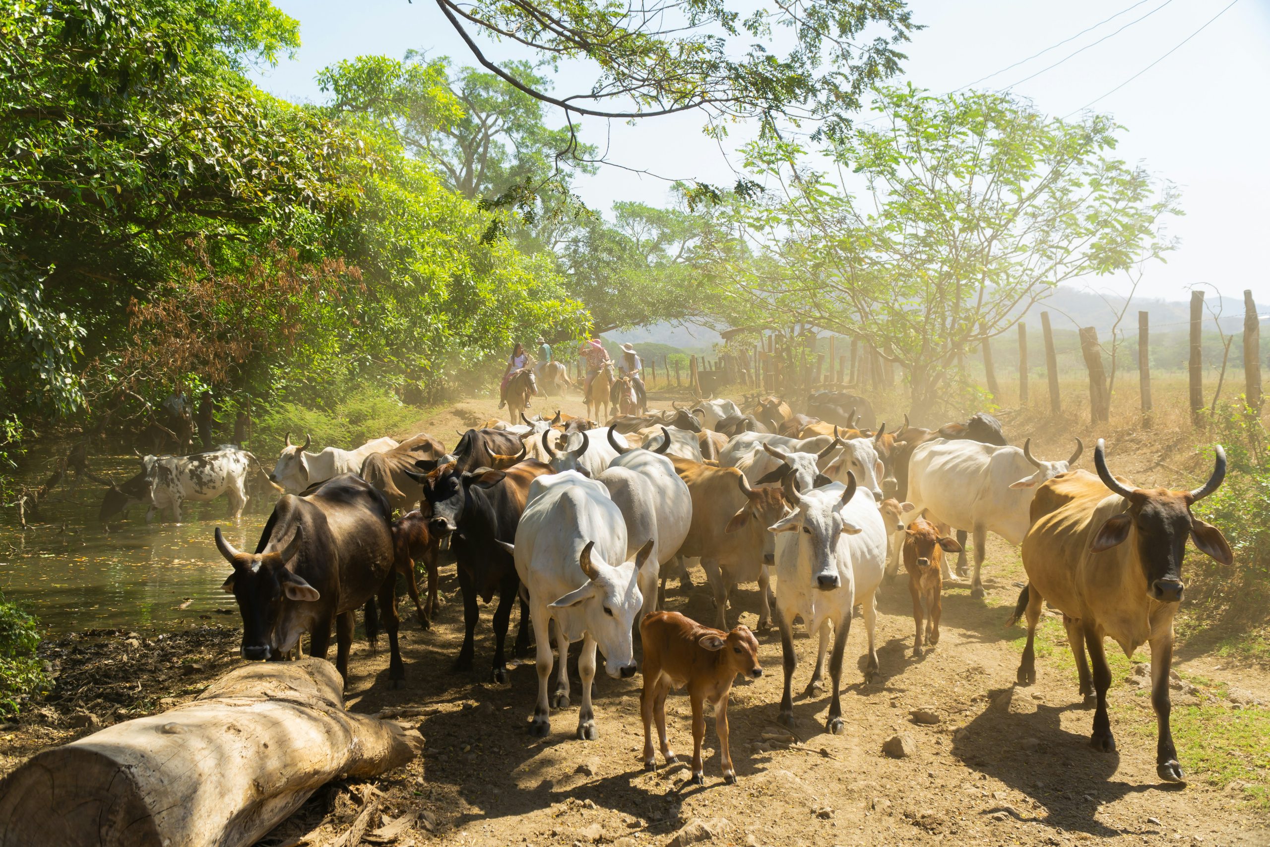 Emergency Readiness: Evacuation & Shelter‑in‑Place for Small Herds