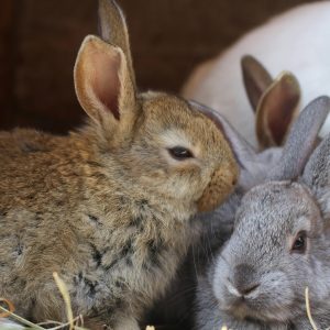 Rabbits at Home: Preventive Care & Gentle Handling
