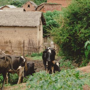 Biosecurity for Mini‑Farms: Practical Disease Barriers